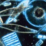 scientists-decode-ocean-s-mysterious-glow-uncover-microorganism-secrets