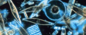 scientists-decode-ocean-s-mysterious-glow-uncover-microorganism-secrets