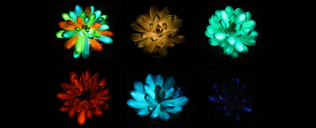 scientists-develop-glow-in-the-dark-succulents-with-rechargeable-colors