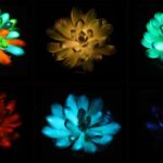 scientists-develop-glowing-succulents-that-illuminate-with-color
