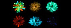 scientists-develop-rechargeable-glow-in-the-dark-succulents