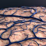 scientists-discover-key-role-of-blood-brain-barrier-in-alzheimer-s-risk