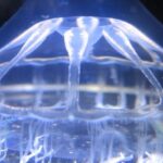 scientists-discover-mysterious-jellyfish-barrier-in-arctic-ocean