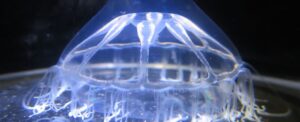 scientists-discover-mysterious-jellyfish-barrier-in-arctic-ocean