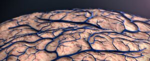 scientists-identify-blood-brain-barrier-as-key-in-alzheimer-s-onset