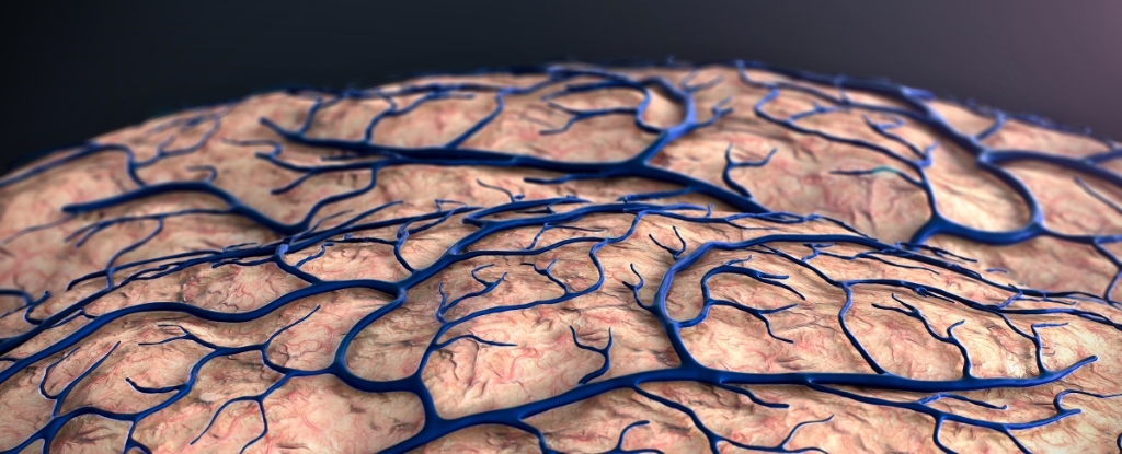 scientists-identify-blood-brain-barrier-as-key-in-alzheimer-s-onset