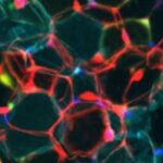 scientists-uncover-mechanism-to-convert-fat-into-energy