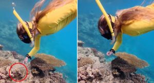 snorkeller-spots-cone-snail-world-s-deadliest-creature-alert-