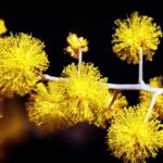 spring-arrives-tomorrow-celebrate-national-wattle-day-