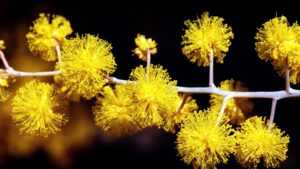 spring-arrives-tomorrow-celebrate-national-wattle-day-