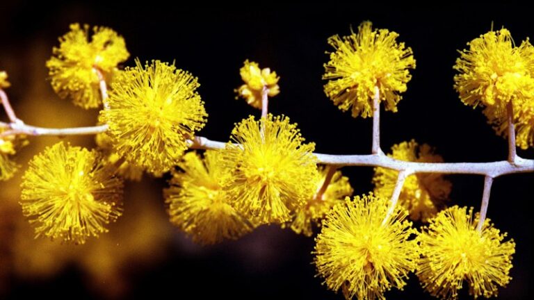 spring-arrives-tomorrow-celebrate-national-wattle-day-