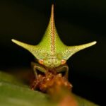 static-electricity-may-drive-evolution-of-treehopper-shapes