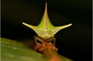static-electricity-may-drive-evolution-of-treehopper-shapes