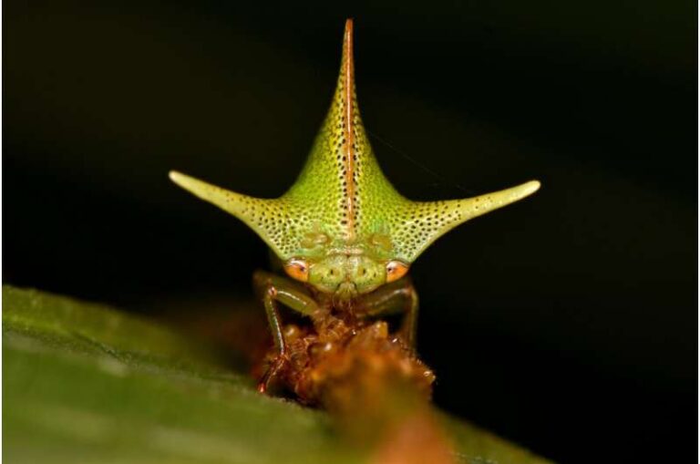 static-electricity-may-drive-evolution-of-treehopper-shapes