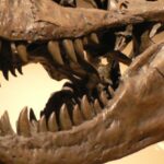 study-reveals-diverse-feeding-strategies-among-carnivorous-dinosaurs