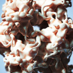 study-reveals-how-beta-hpv-drives-aggressive-skin-cancer