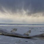 toxic-algal-bloom-threatens-marine-life-off-south-australia