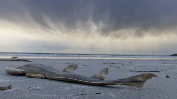 toxic-algal-bloom-threatens-marine-life-off-south-australia