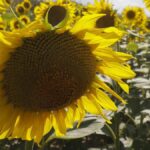 ukrainian-farmers-thrive-amid-war-with-greenhouse-initiative