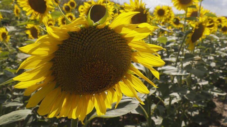 ukrainian-farmers-thrive-amid-war-with-greenhouse-initiative