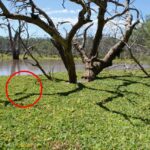urgent-alert-invasive-water-lettuce-threatens-queensland-s-ecosystems
