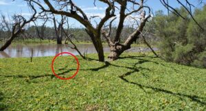 urgent-alert-invasive-water-lettuce-threatens-queensland-s-ecosystems