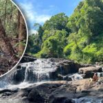 urgent-alert-new-invasive-species-threatens-scenic-waterfall-area