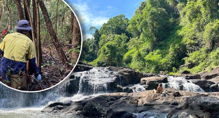 urgent-alert-new-invasive-species-threatens-scenic-waterfall-area