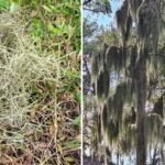 urgent-alert-sydney-s-spanish-moss-threatens-suburban-trees-