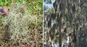 urgent-alert-sydney-s-spanish-moss-threatens-suburban-trees-