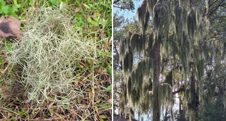 urgent-alert-sydney-s-spanish-moss-threatens-suburban-trees-