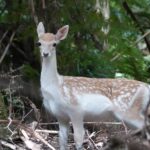 urgent-call-for-nsw-to-withdraw-conservation-hunting-bill