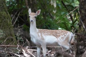 urgent-call-for-nsw-to-withdraw-conservation-hunting-bill