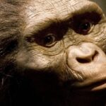 urgent-discovery-ancient-teeth-reveal-coexisting-hominin-species