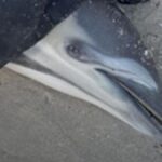 urgent-investigation-launched-after-dolphin-washes-up-in-sa