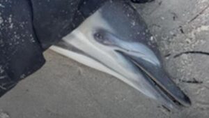 urgent-investigation-launched-after-dolphin-washes-up-in-sa