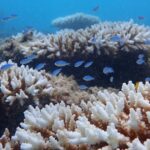 urgent-record-coral-bleaching-devastates-wa-reefs-as-heatwave-hits