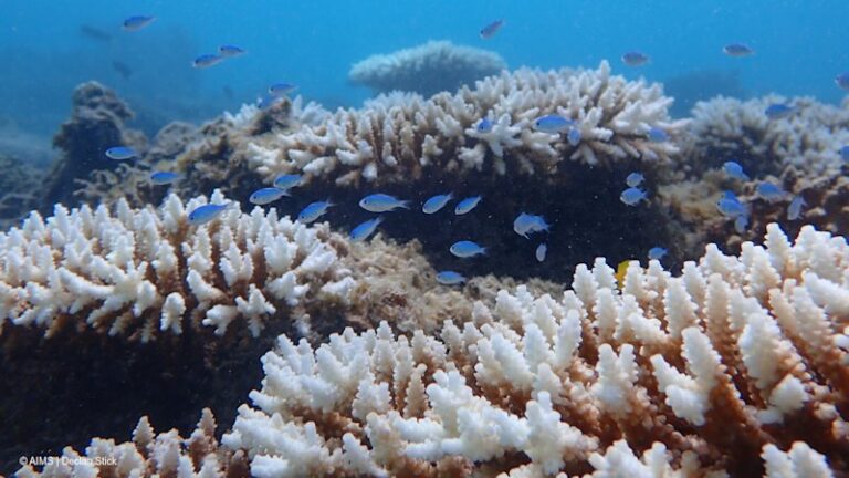 urgent-record-coral-bleaching-devastates-wa-reefs-as-heatwave-hits