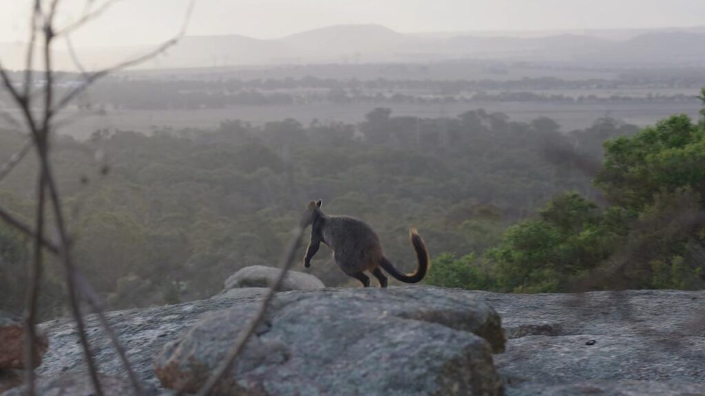urgent-six-rare-wallabies-airlifted-570km-to-protect-species
