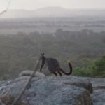 urgent-six-rare-wallabies-airlifted-570km-to-protect-species