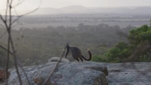 urgent-six-rare-wallabies-airlifted-570km-to-protect-species