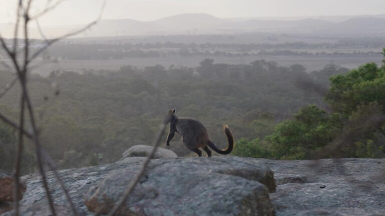 urgent-six-rare-wallabies-airlifted-570km-to-protect-species