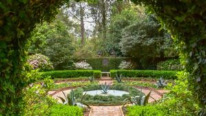 urgent-tips-for-fast-growing-hedges-to-enhance-privacy-today
