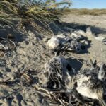 Dead birds found in Coral Bay