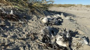 Dead birds found in Coral Bay
