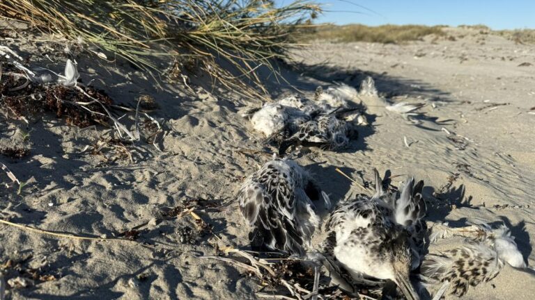 Dead birds found in Coral Bay