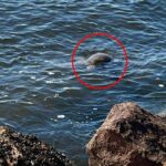 urgent-update-32-dead-turtles-found-in-port-stephens-mystery