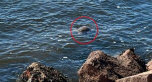 urgent-update-32-dead-turtles-found-in-port-stephens-mystery