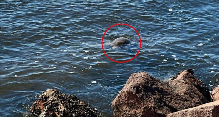 urgent-update-32-dead-turtles-found-in-port-stephens-mystery