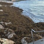 urgent-update-cronulla-beach-suffers-major-erosion-and-seaweed-crisis